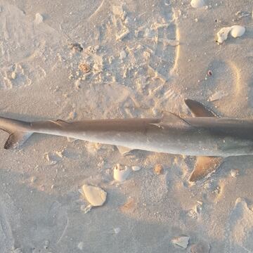 Atlantic Sharpnose Shark