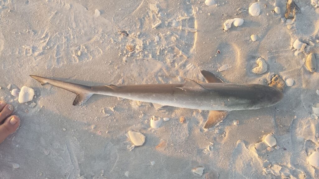 Atlantic Sharpnose Shark — Rhizoprionodon terraenovae
