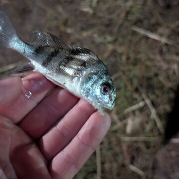 Black Drum