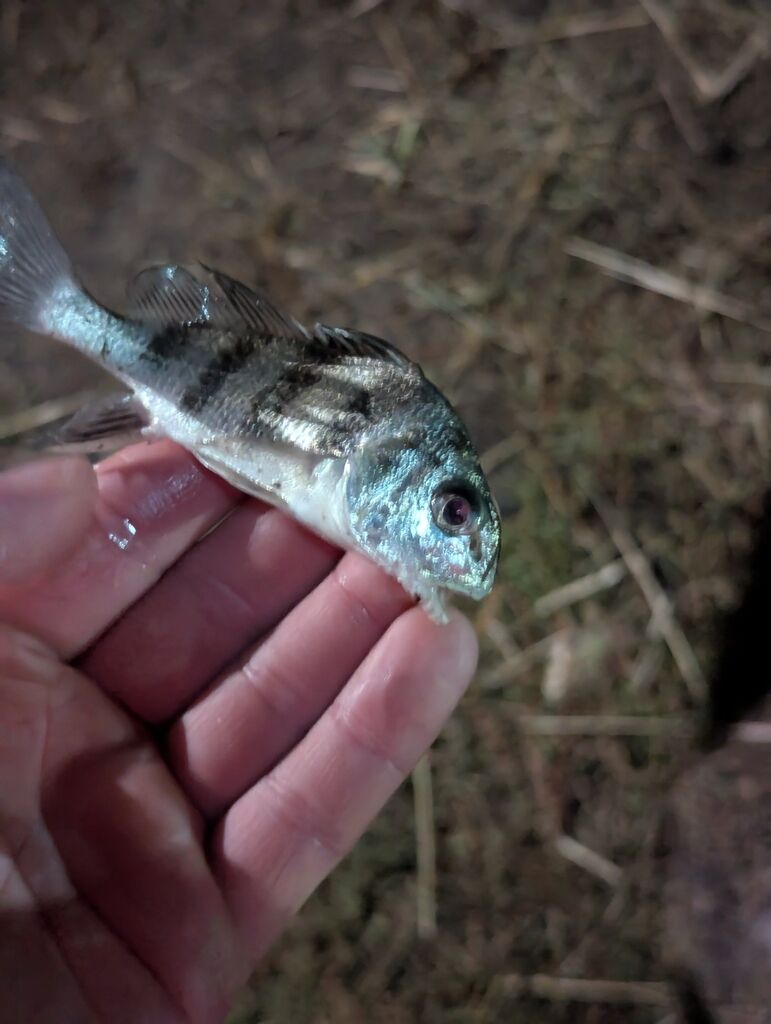 Black Drum — Pogonias cromis