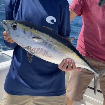 Blackfin Tuna