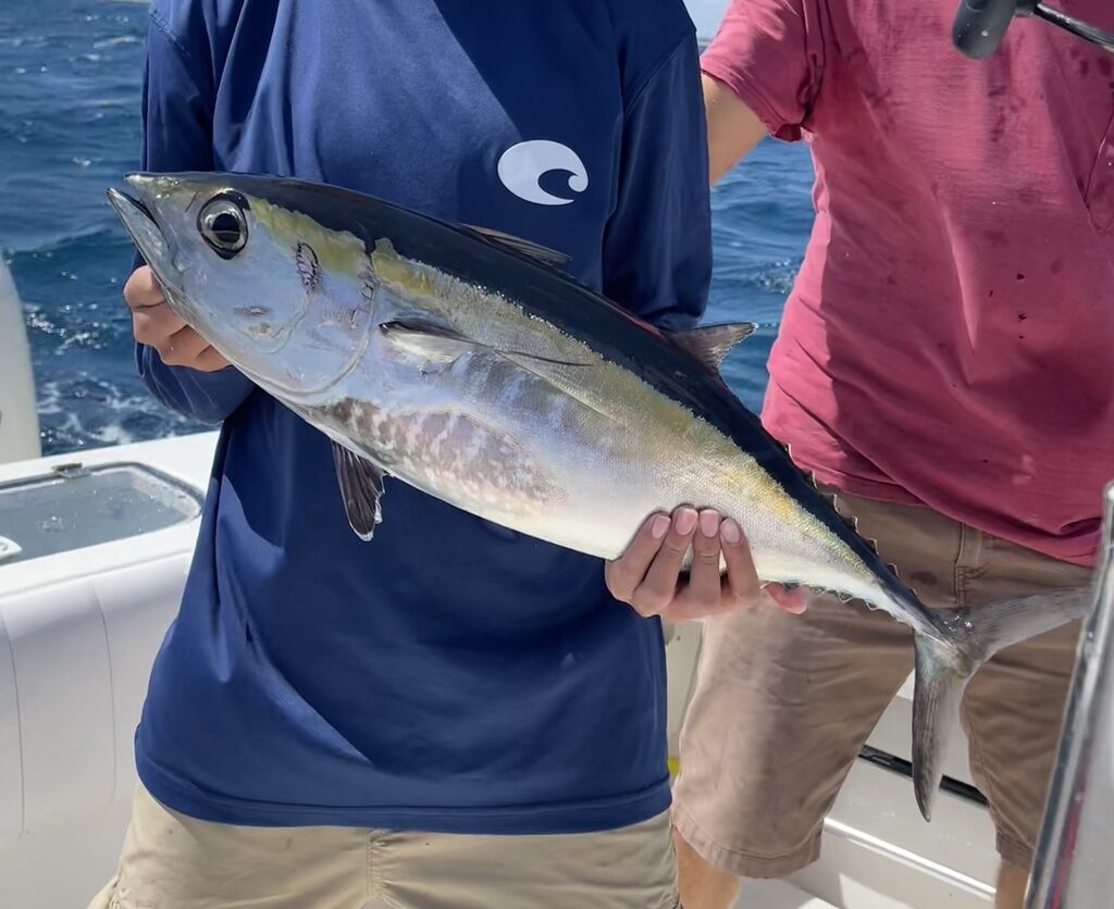 Blackfin Tuna — Thunnus atlanticus