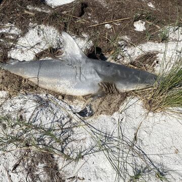 Blacktip Shark