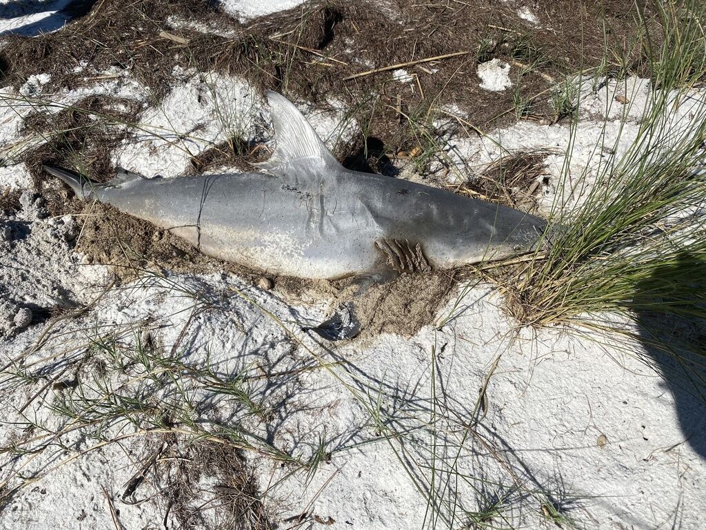 Blacktip Shark — Carcharhinus limbatus
