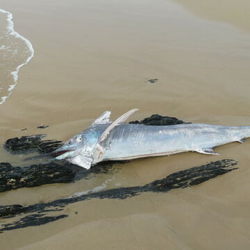 Blue Marlin