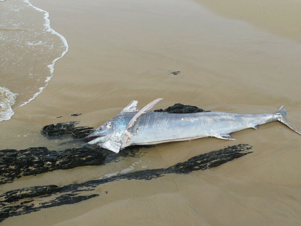 Blue Marlin — Makaira nigricans