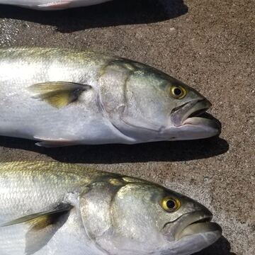 Bluefish (Tailor)