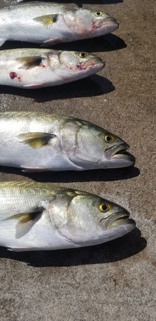 Bluefish (Tailor) — Pomatomus saltatrix