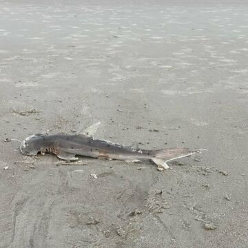 Bonnethead Shark