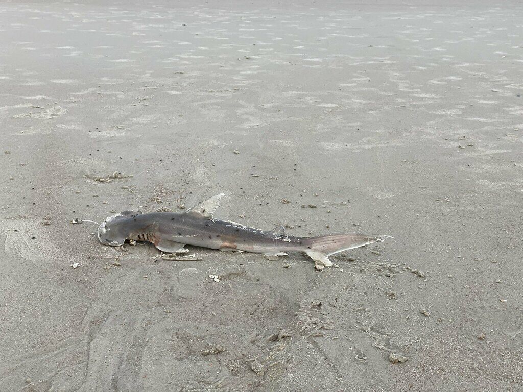 Bonnethead Shark — Sphyrna tiburo