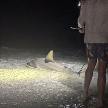 Bull Shark