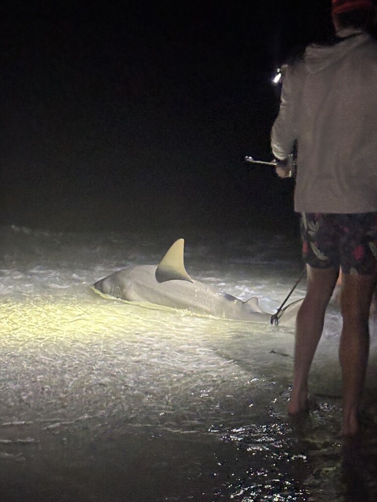 Bull Shark — Carcharhinus leucas