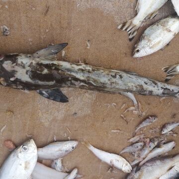 Cobia (Ling)