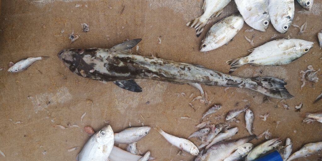 Cobia (Ling) — Rachycentron canadum