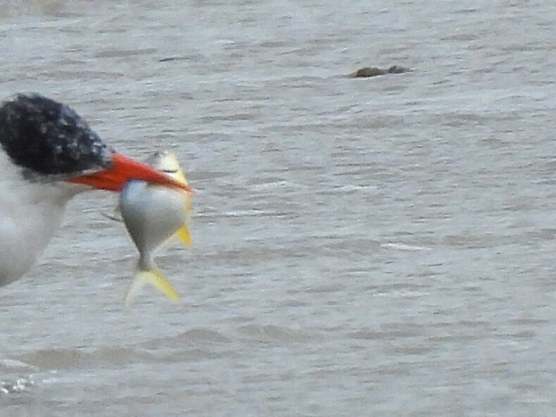 Florida Pompano — Trachinotus carolinus