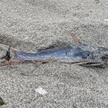 Gafftopsail Catfish (Sailcat)