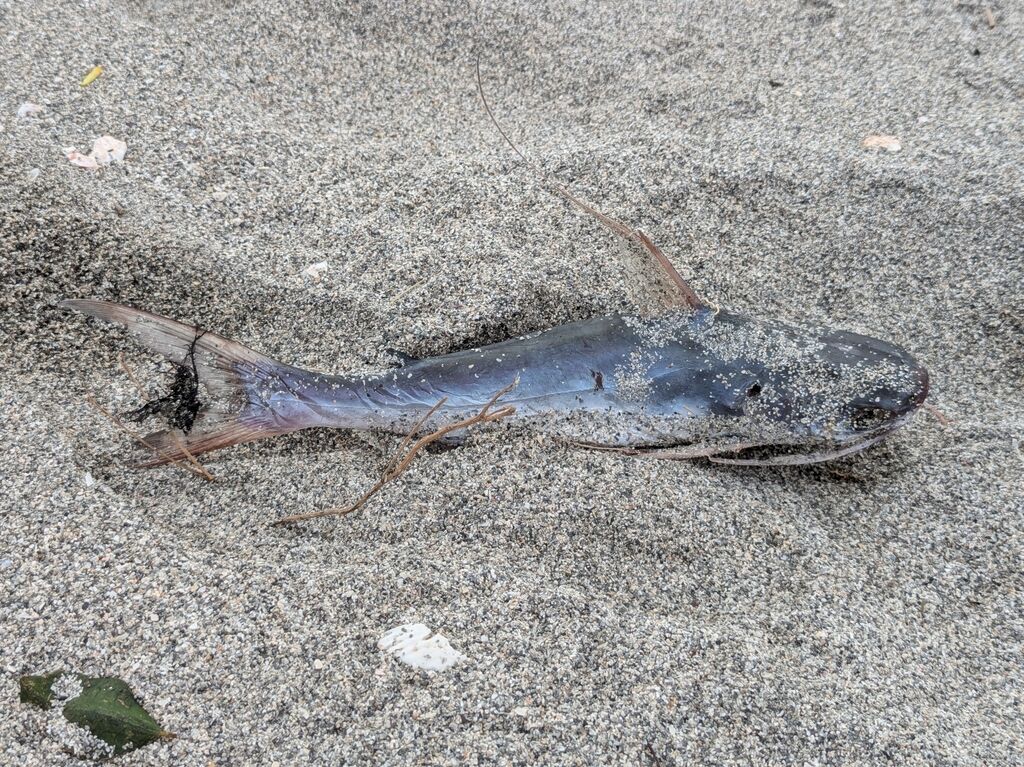 Gafftopsail Catfish (Sailcat) — Bagre marinus