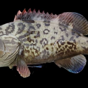 Gag Grouper