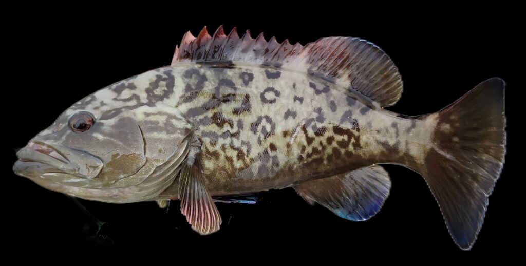 Gag Grouper — Mycteroperca microlepis