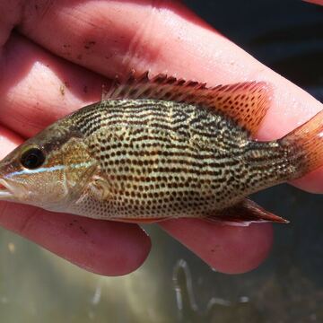 Gray Snapper (Mangrove Snapper)