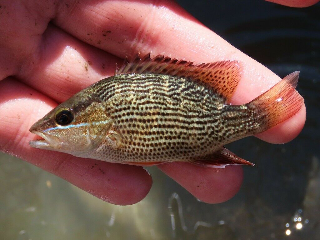 Gray Snapper (Mangrove Snapper) — Lutjanus griseus