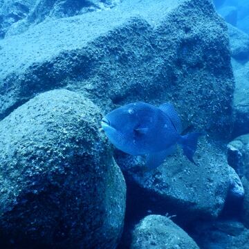 Gray Triggerfish
