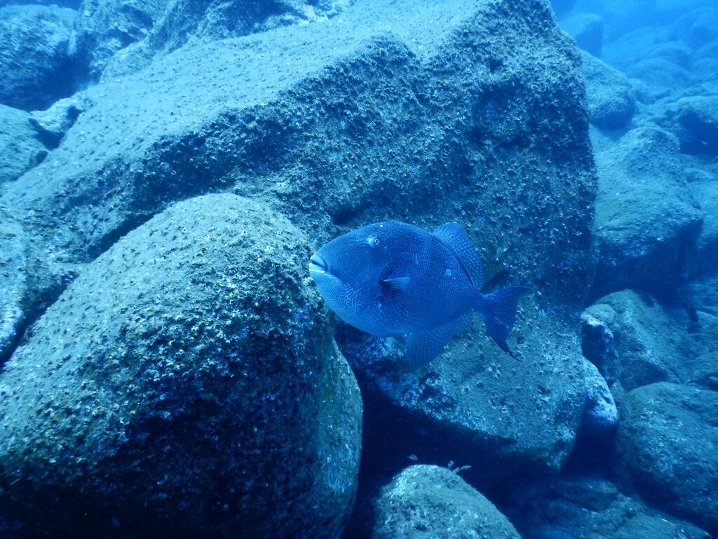 Gray Triggerfish — Balistes capriscus