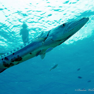 Great Barracuda