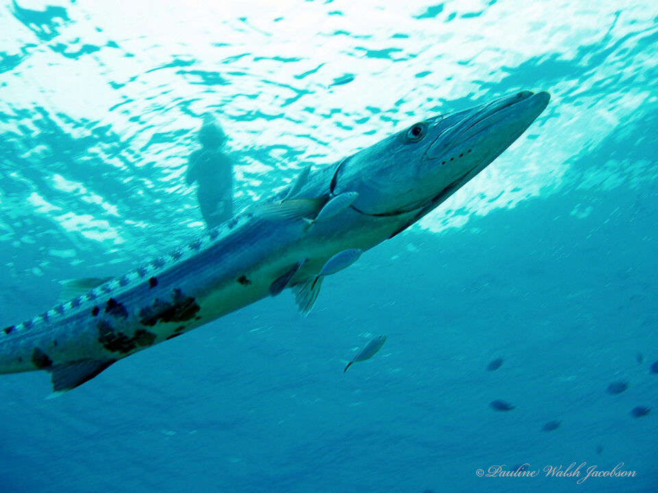 Great Barracuda — Sphyraena barracuda