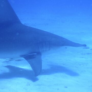 Great Hammerhead