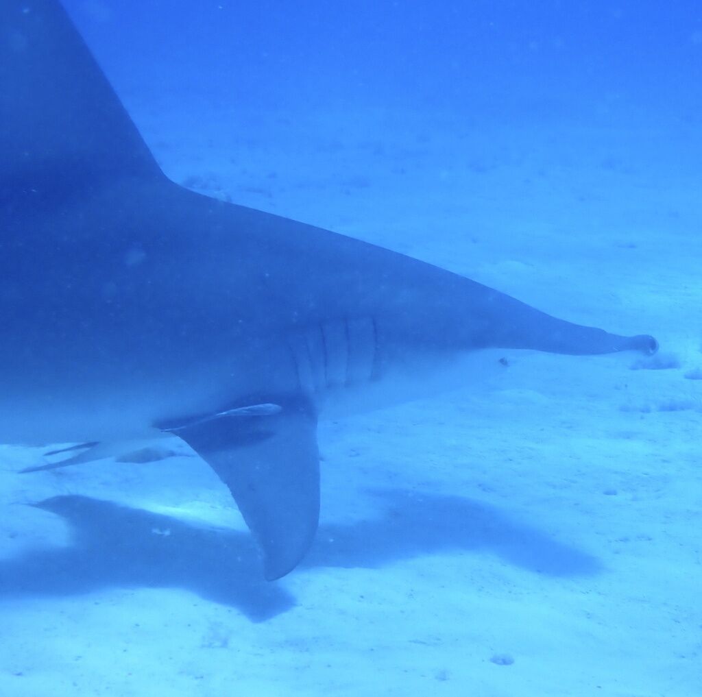 Great Hammerhead — Sphyrna mokarran