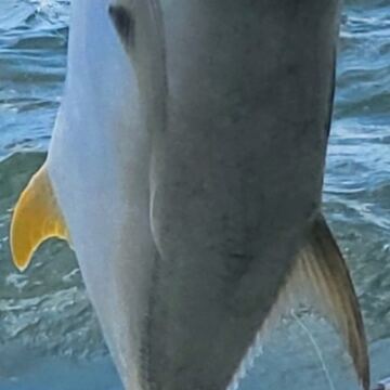 Jack Crevalle (Crevalle Jack)