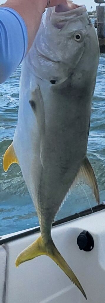 Jack Crevalle (Crevalle Jack) — Caranx hippos