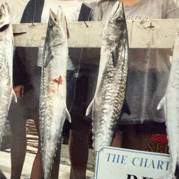 King Mackerel (Kingfish)
