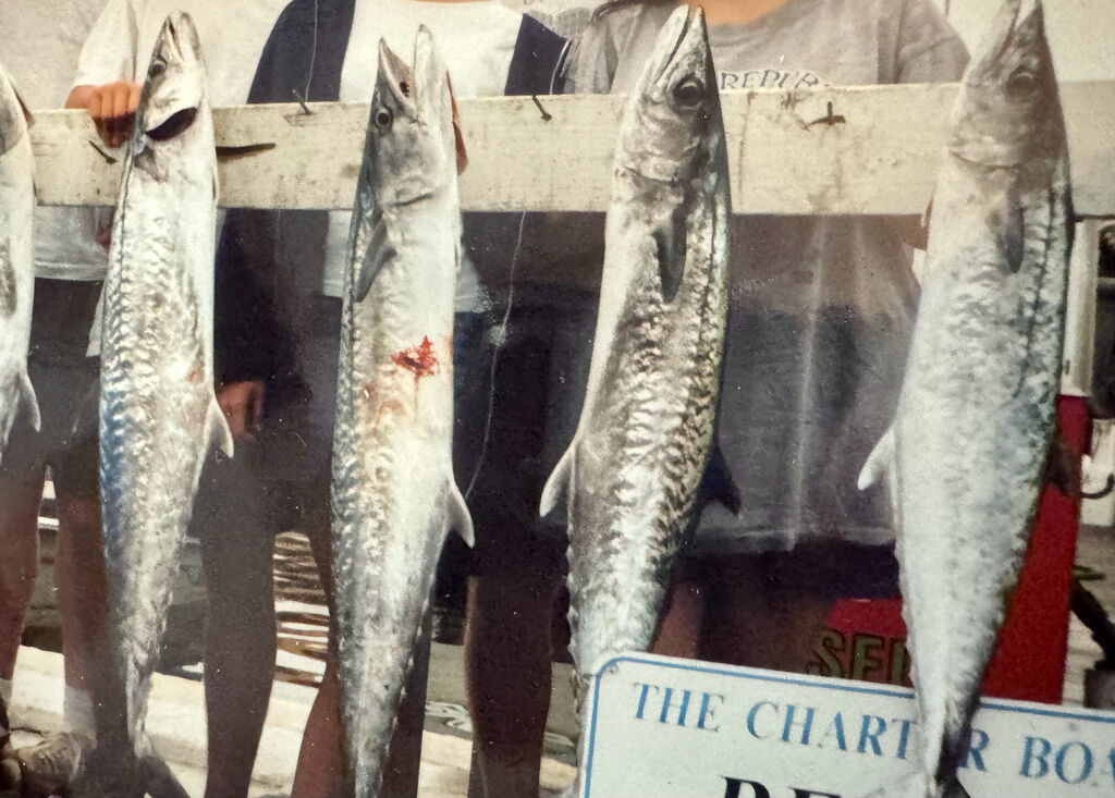 King Mackerel (Kingfish) — Scomberomorus cavalla