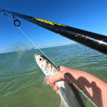 Ladyfish (Skipjack)