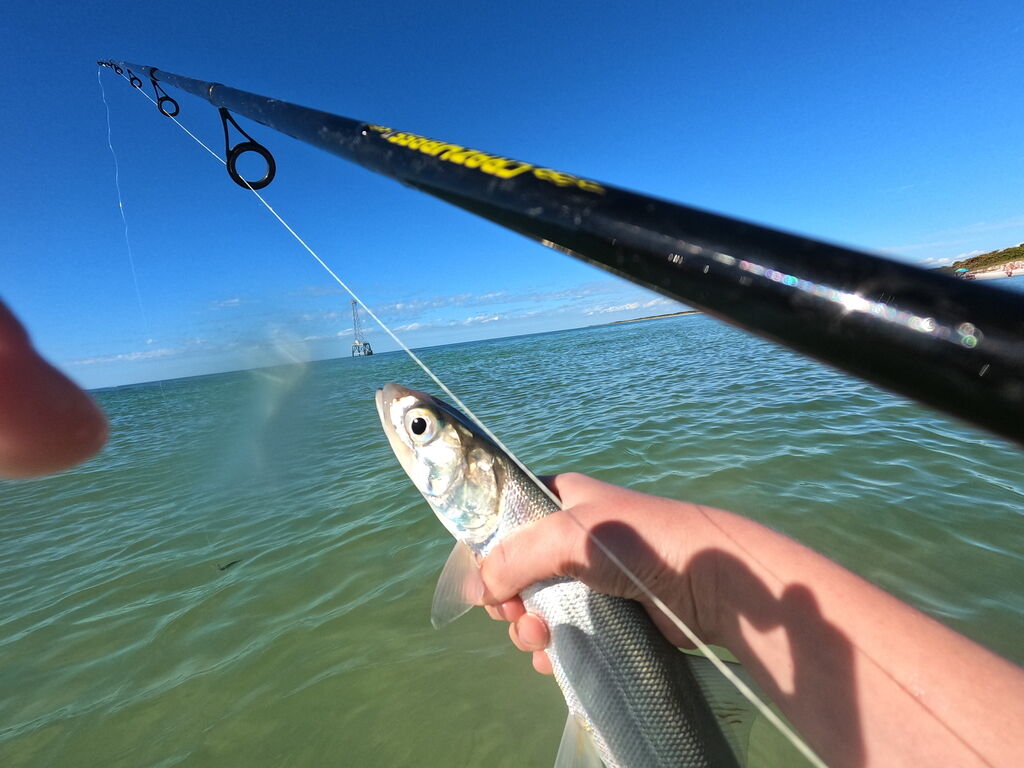 Ladyfish (Skipjack) — Elops saurus