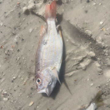 Lane Snapper