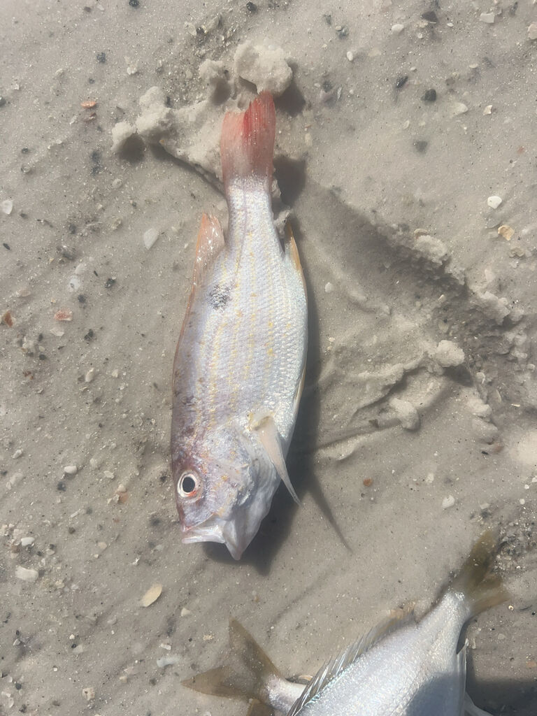 Lane Snapper — Lutjanus synagris