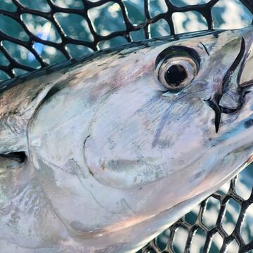 Little Tunny (Bonito, False Albacore)