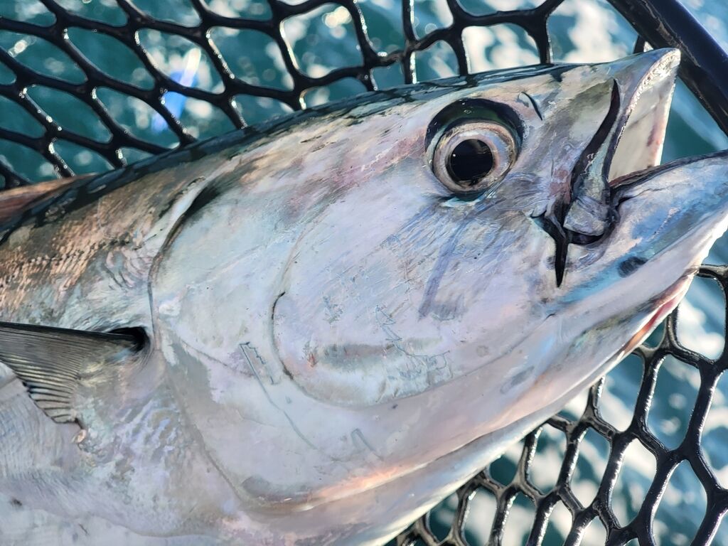Little Tunny (Bonito, False Albacore) — Euthynnus alletteratus