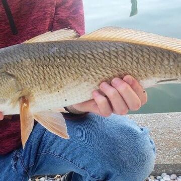Redfish (Red Drum)