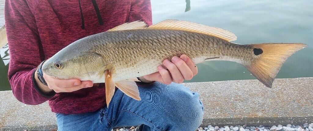 Redfish (Red Drum) — Sciaenops ocellatus