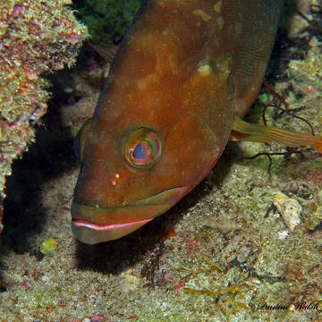 Red Grouper