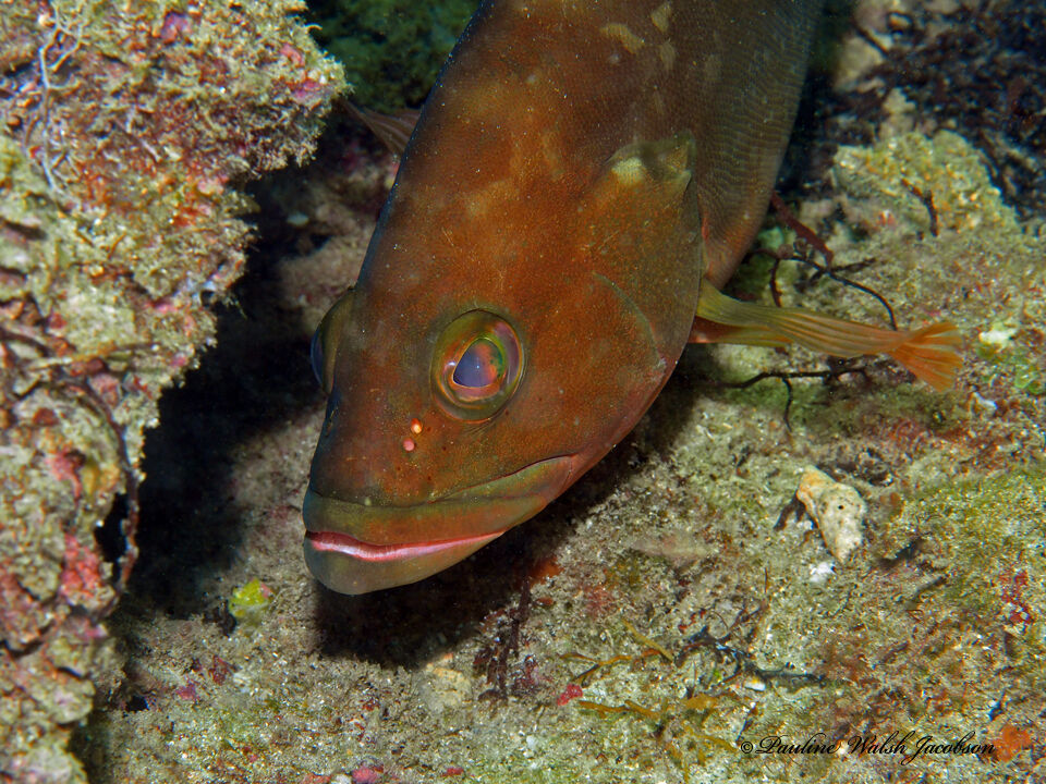 Red Grouper — Epinephelus morio