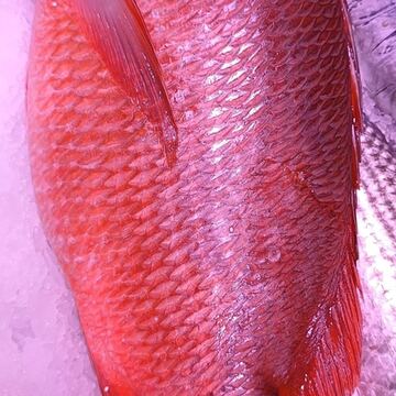 Red Snapper