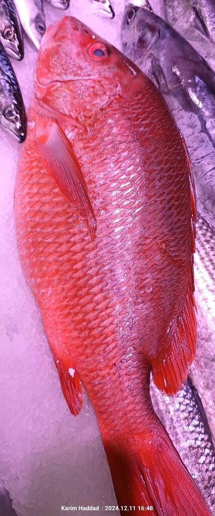 Red Snapper — Lutjanus campechanus