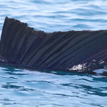 Sailfish