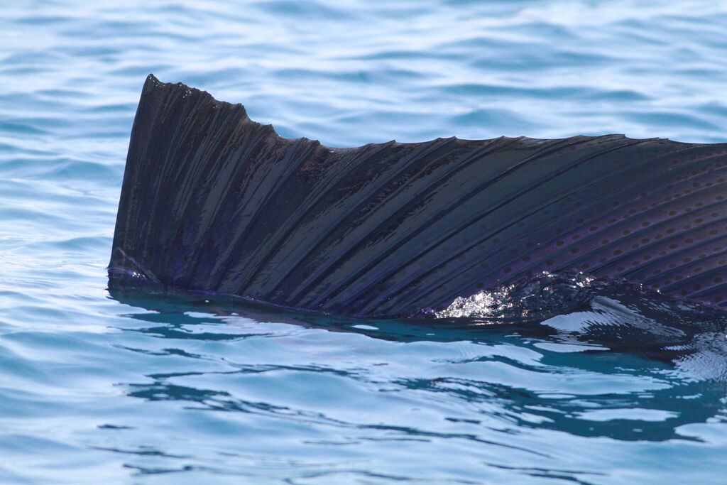Sailfish — Istiophorus platypterus