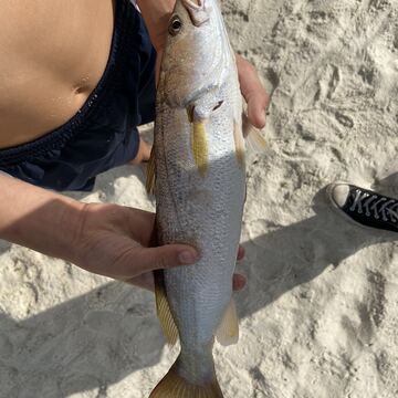 Sand Seatrout (White Trout)